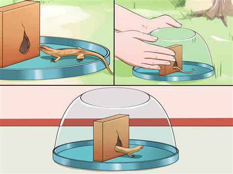 How to catch a lizard. Things To Know About How to catch a lizard. 